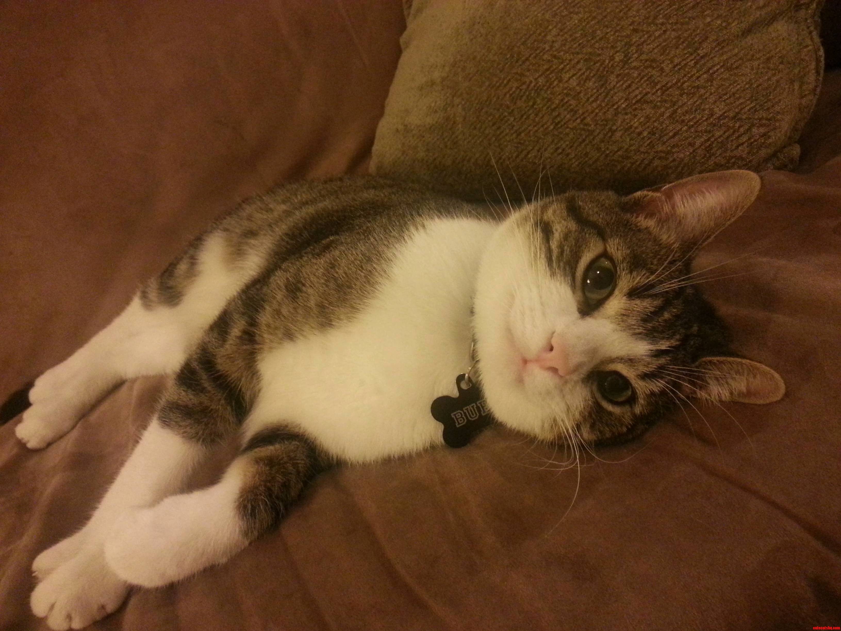 Bubs Has Decided He Likes My Apartment More Than His Owner S.