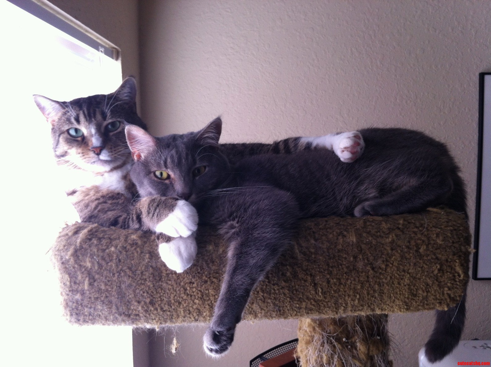 Buckley and Gandalf Canoodling