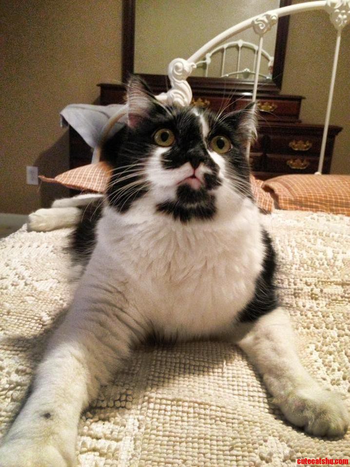 Buster Face Our Cat Buster Is a Derpy and Fat Cat. This Expression Captured His Personality Completely.