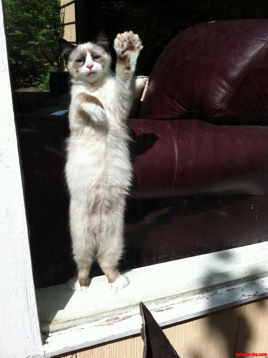 But Please Mommy