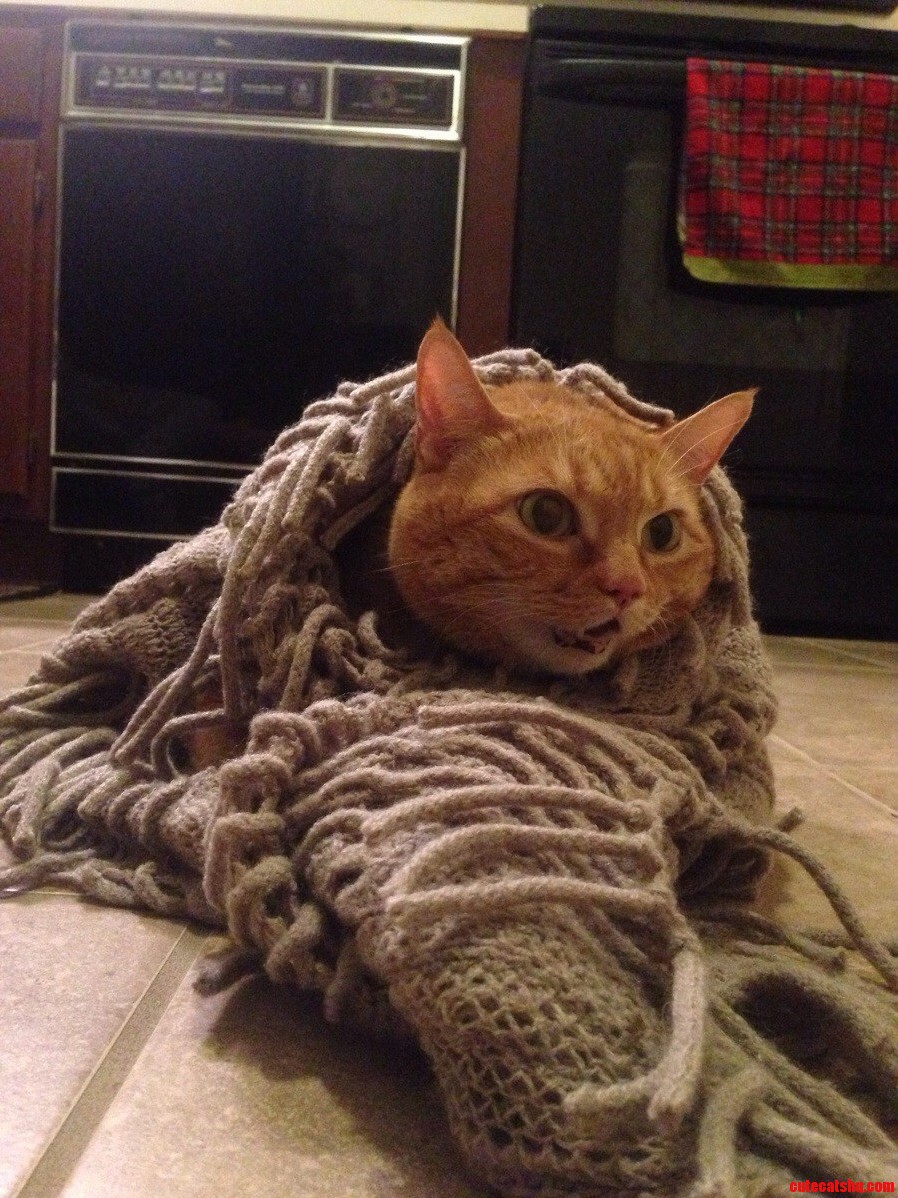 Callie Acts Like a Little Derp When She Plays with My Sisters Scarf