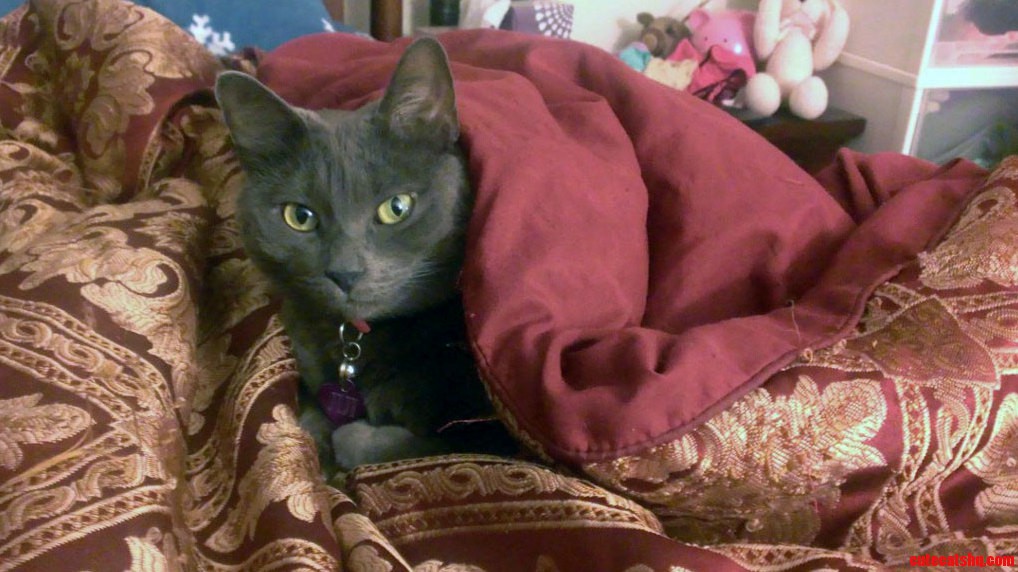Came Home and My Cat Was Like This in Bed.