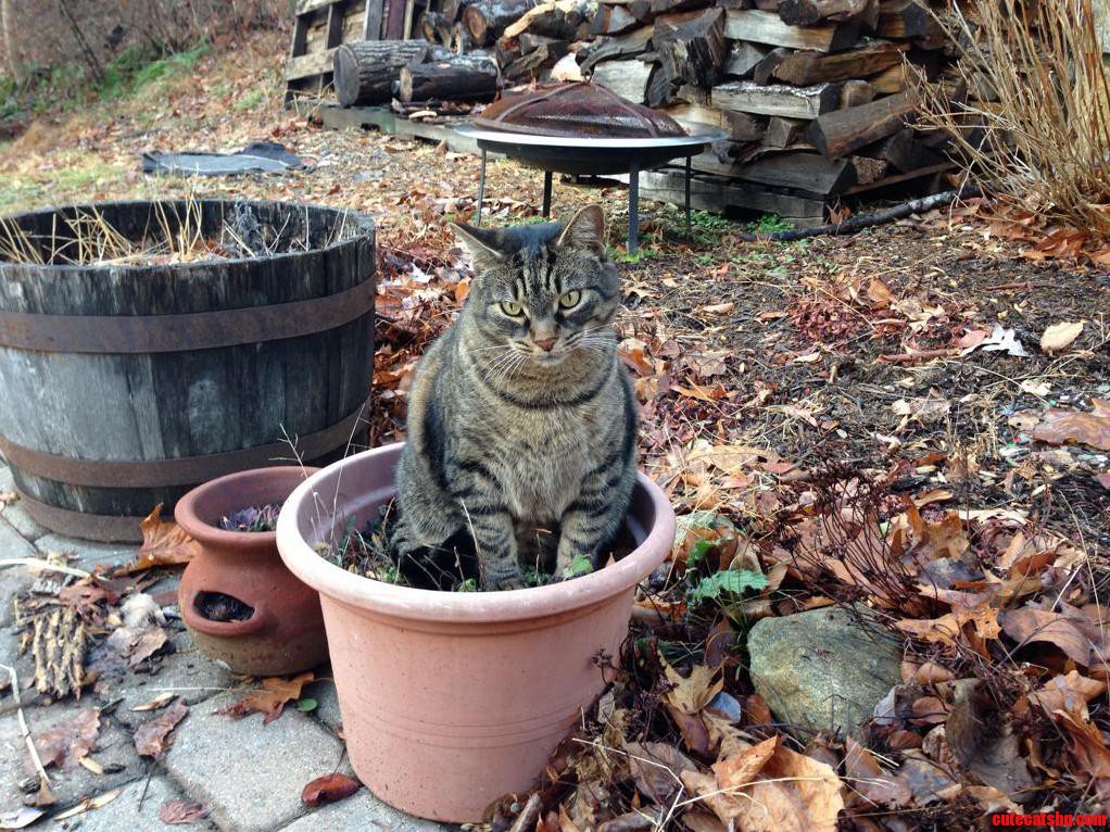 Can You Guess Which Flower Pot Had Catnip Growing in It This Year
