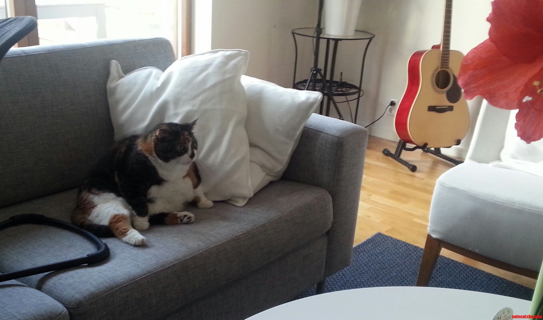 Cant Stop Giggling at My Friends Cat