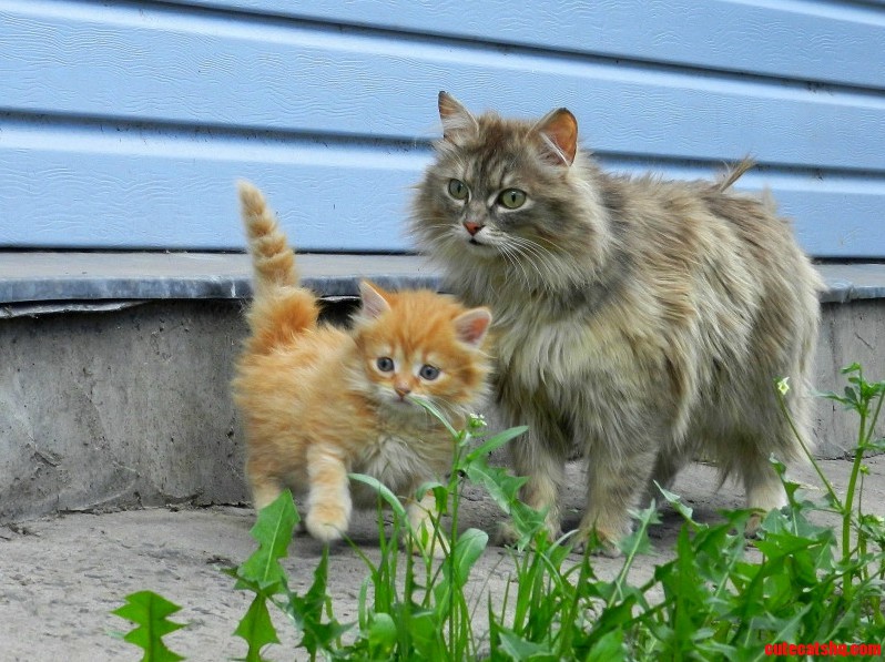 Cat and Kitten. Aelita and Sunny Solnyshko