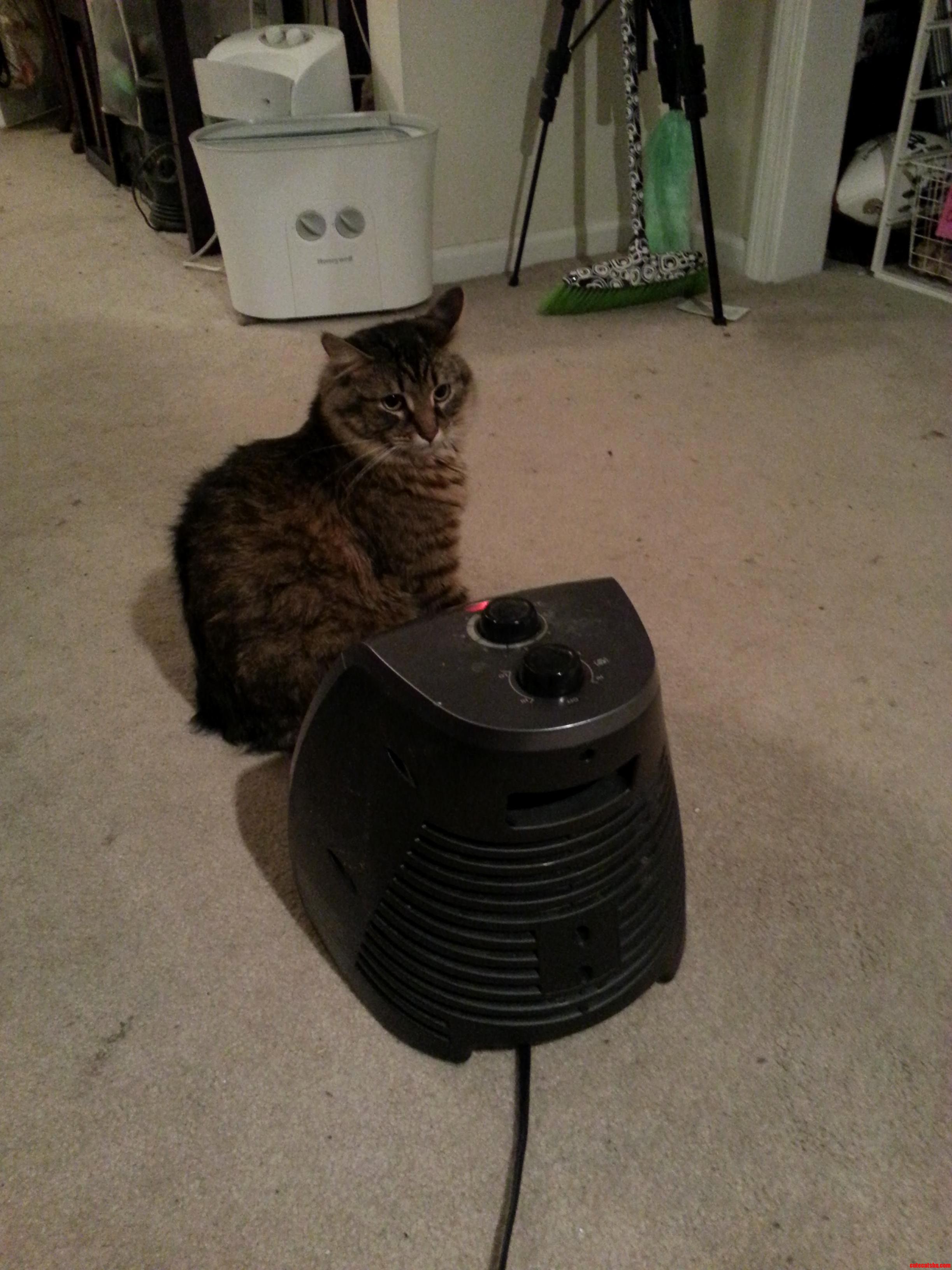 Cat and Space Heater Best Friends.