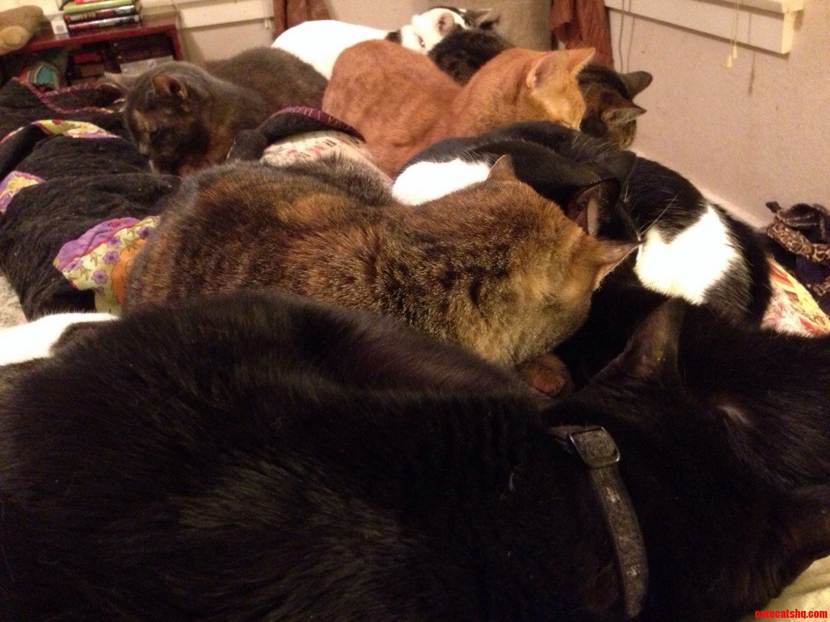 Cat Blanket