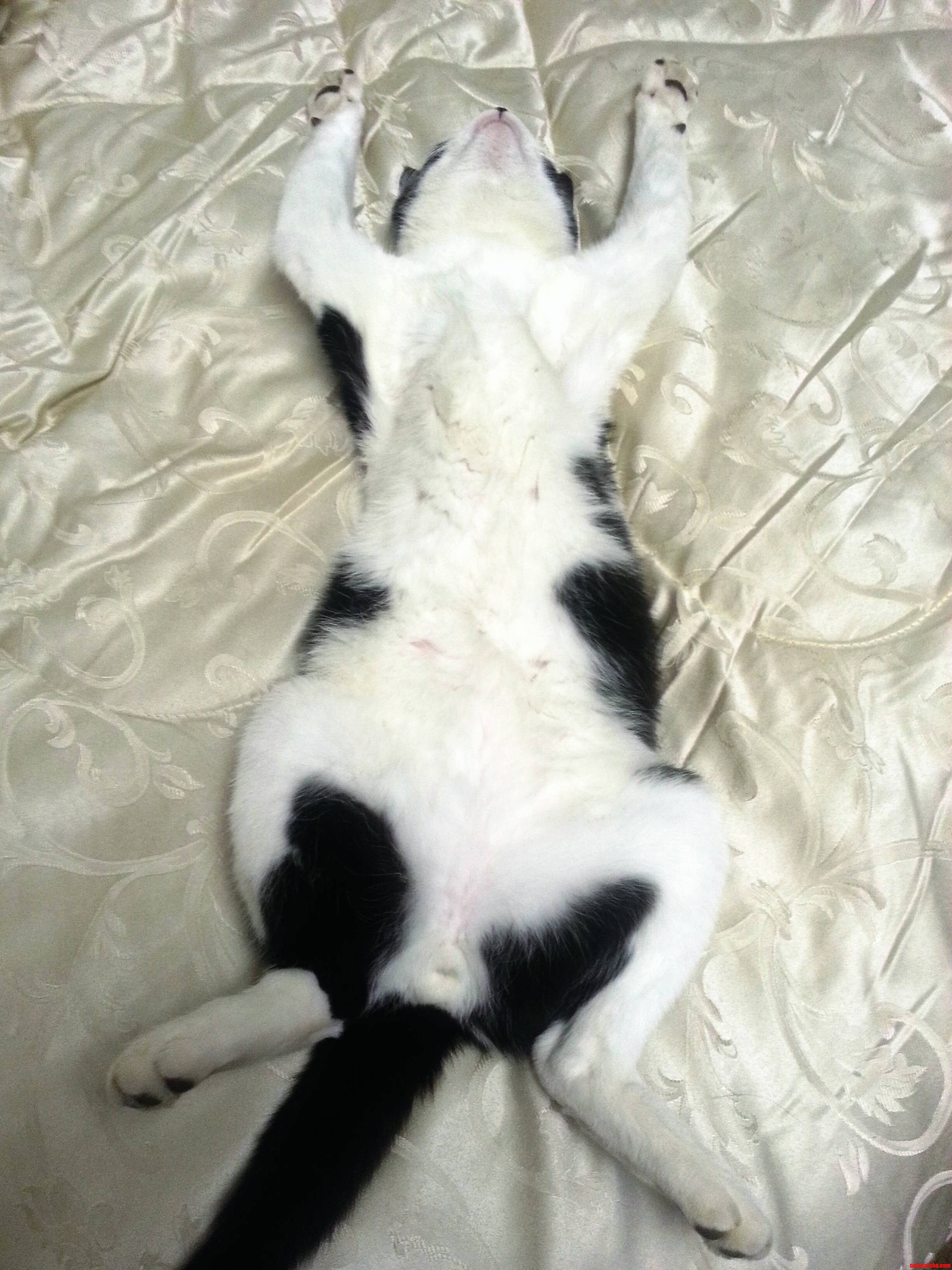 Cat Life Is Tiring