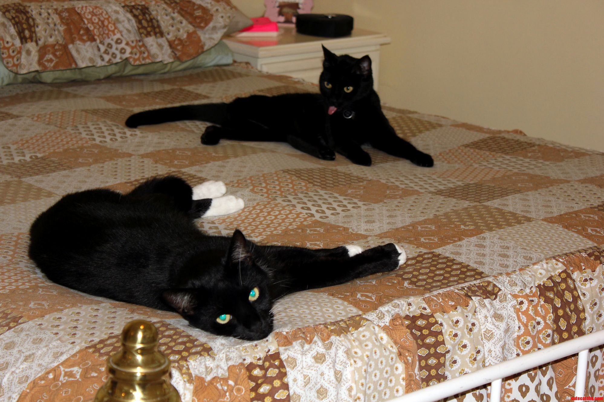Cat-on-cat Bullying