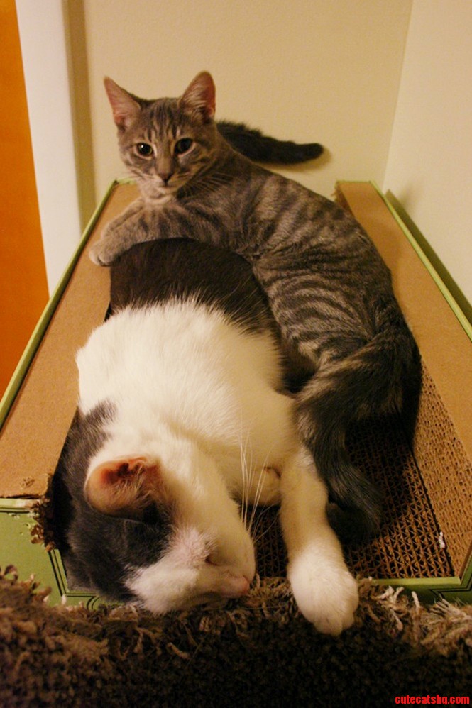 Cat Scratch Lounge Homemade Cat Tree Brothersister Love