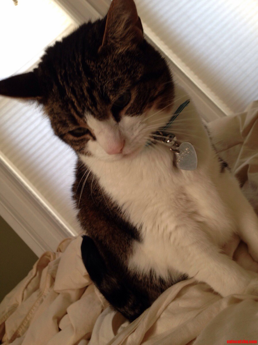 Cat Sitting for My Cousin. I Wanna Keep Her