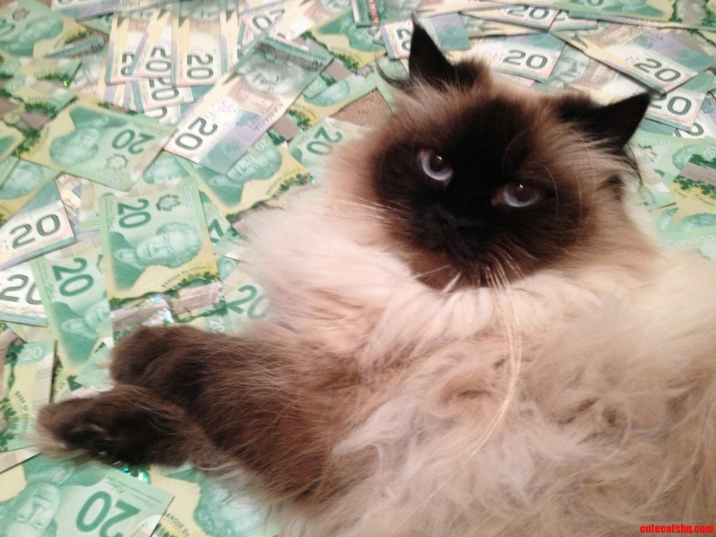 Cat Was So Ca H