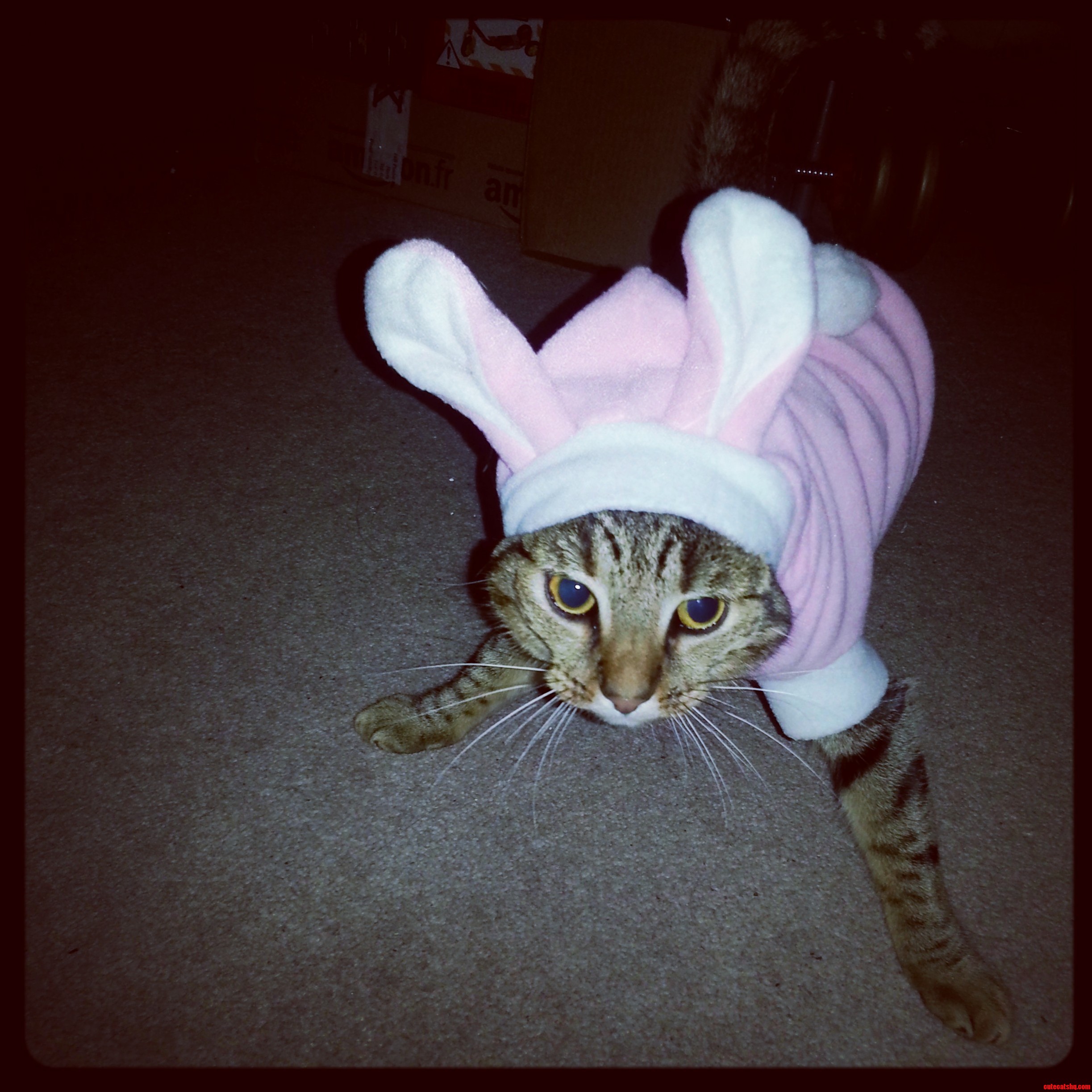 Catbunny She Was Unimpressed with the Choices That Led to This Picture