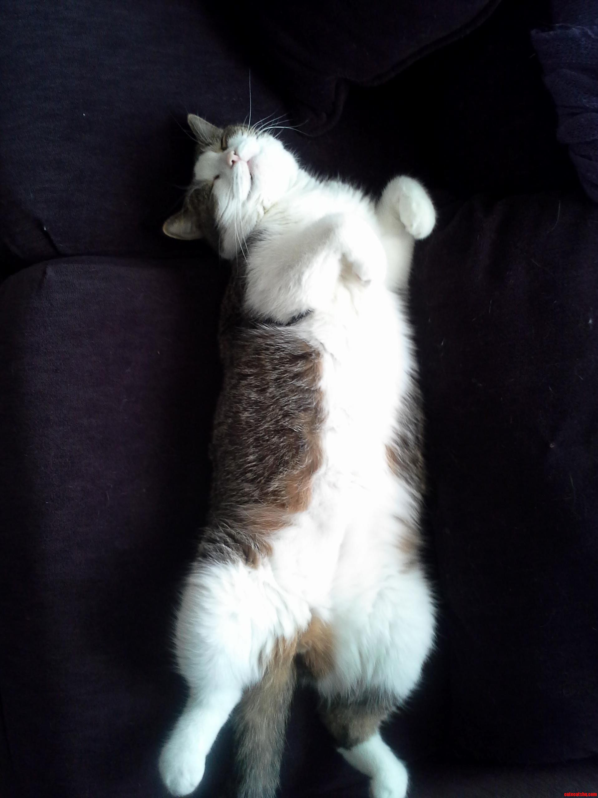 Cats Curl Up When Its Cold. Its - 4 and Looks Like My Heat Is Working Just Fine