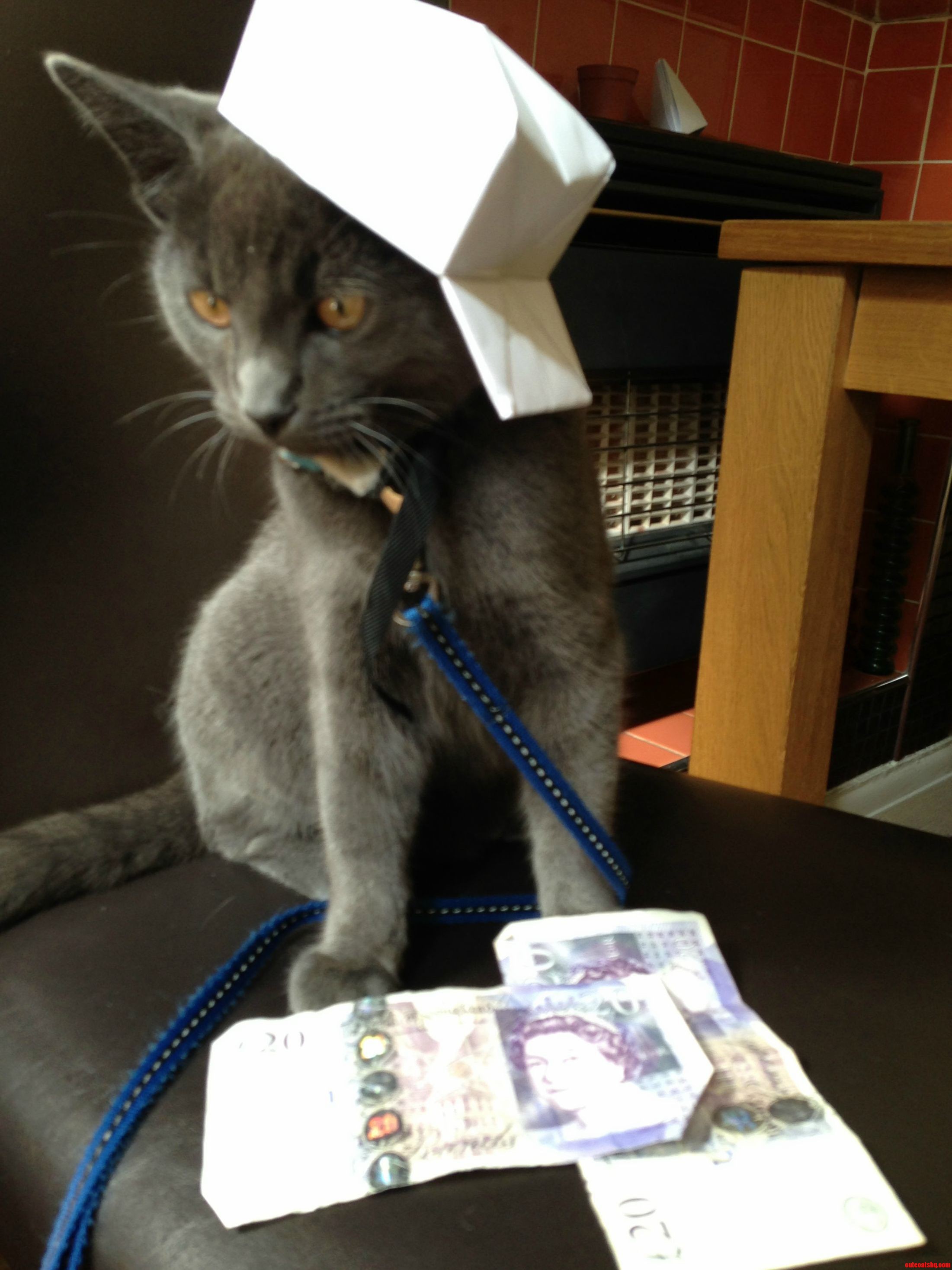 Cats on Stacks