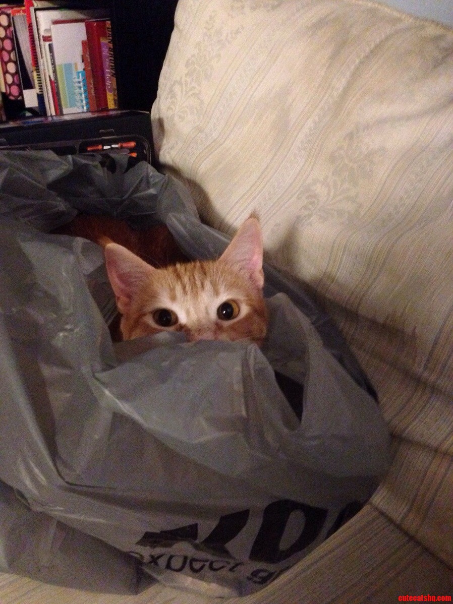 Cats Out of the Bag Nope-cats in the Bag