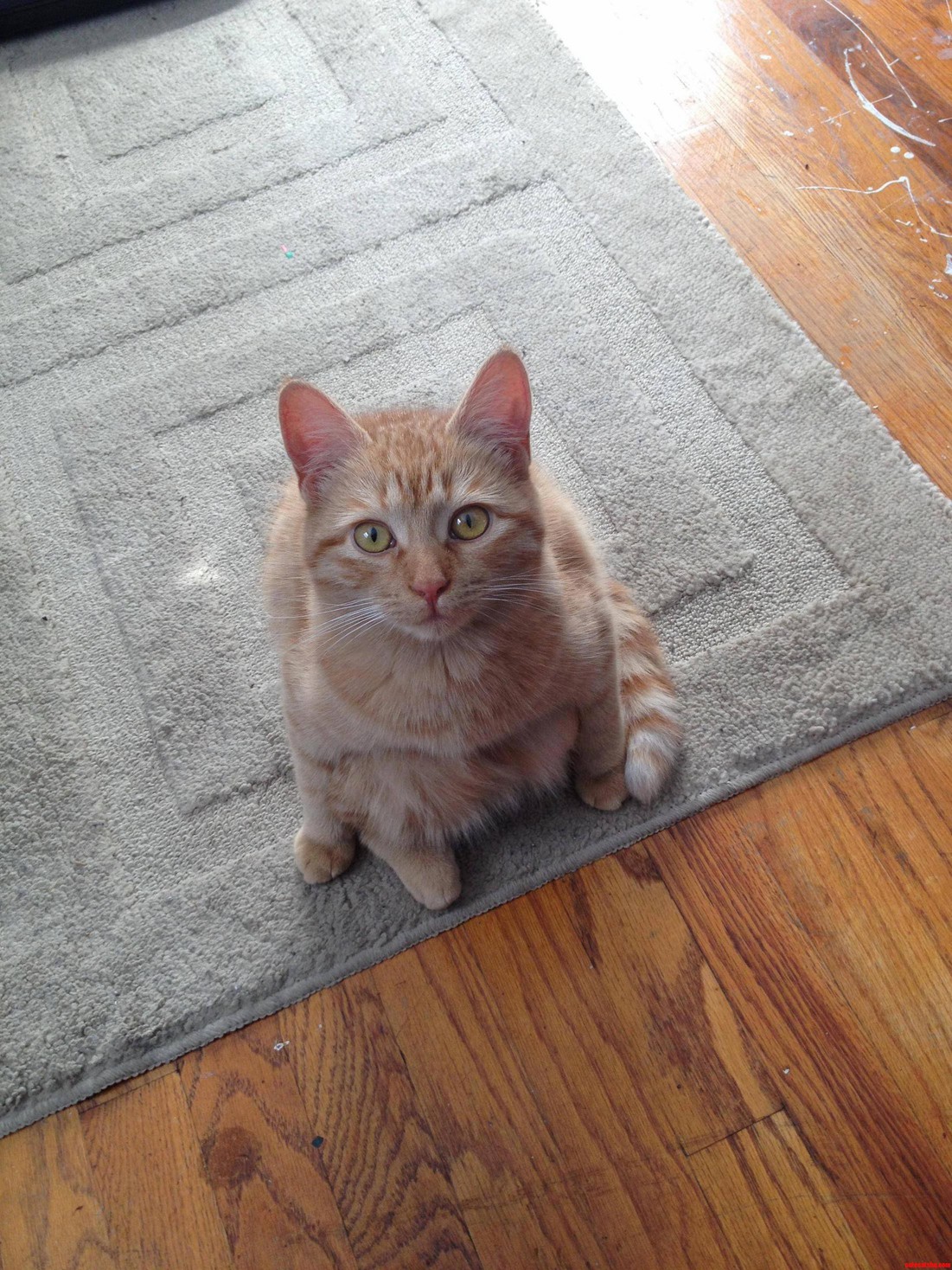 Caught Scully Sitting Weird.