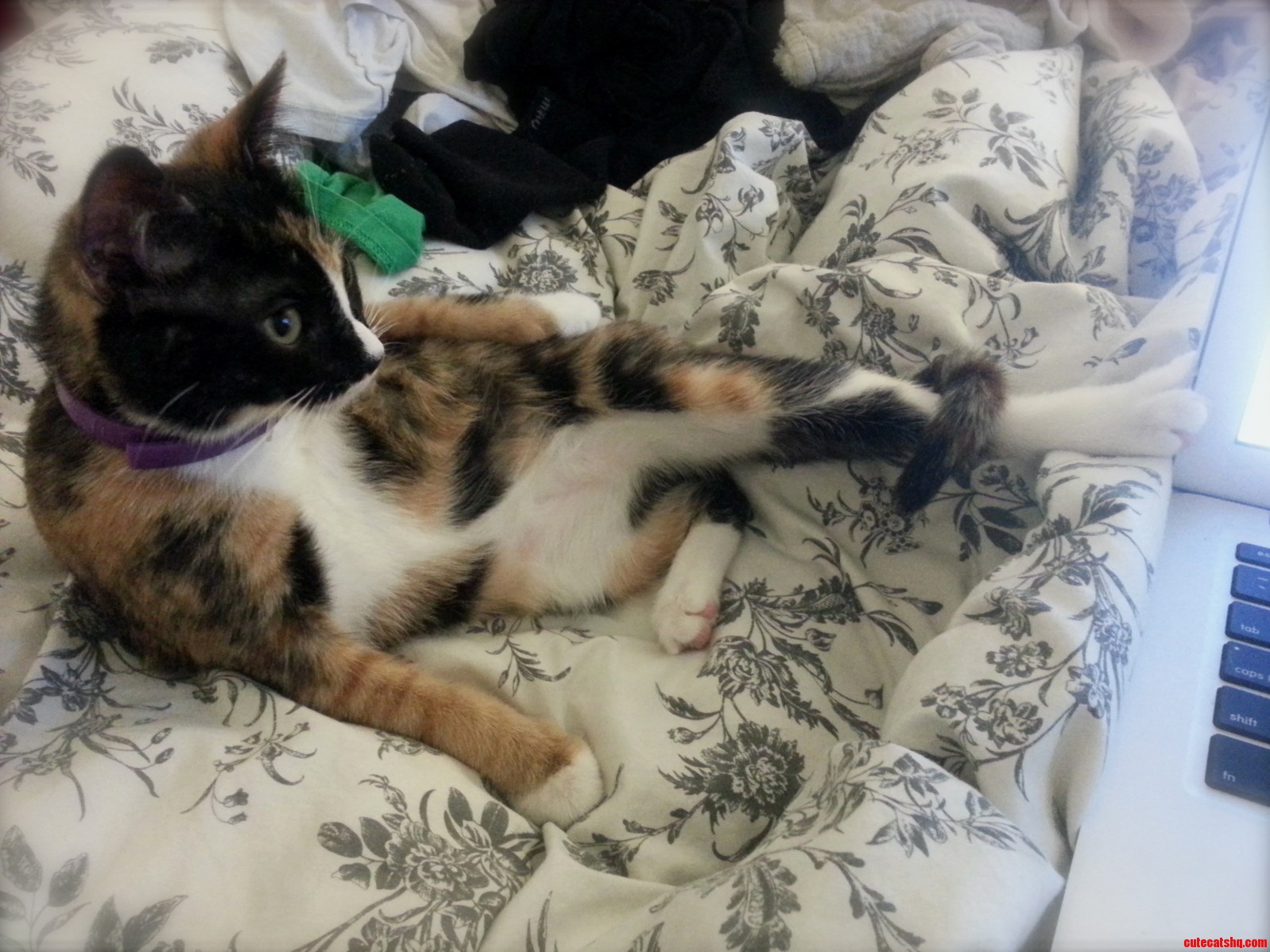 Cecilia the Cat Mawdel