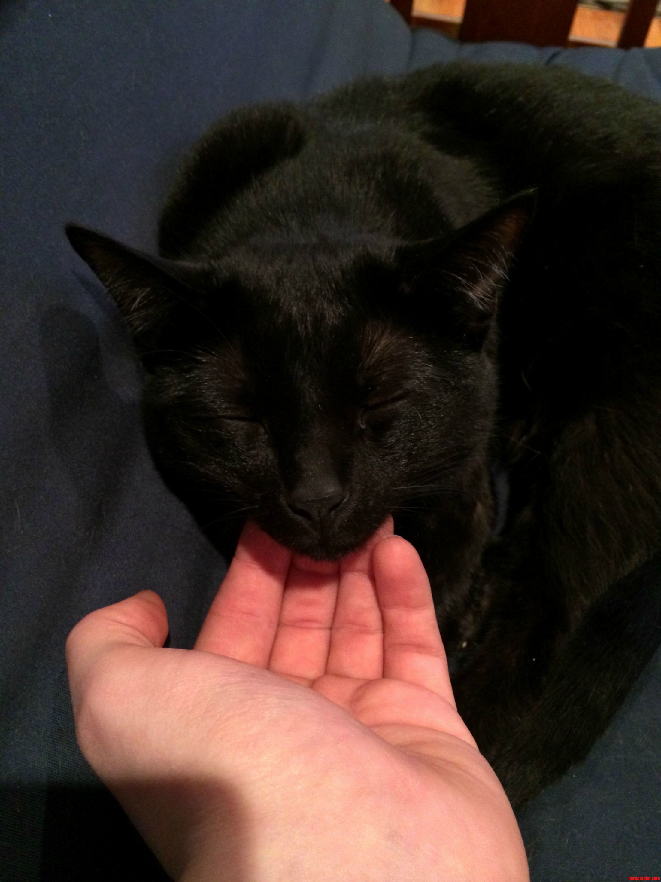Charlie Loves Chin Scratches...