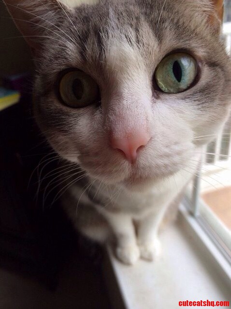 Chloe the Ridiculously Photogenic Cat.