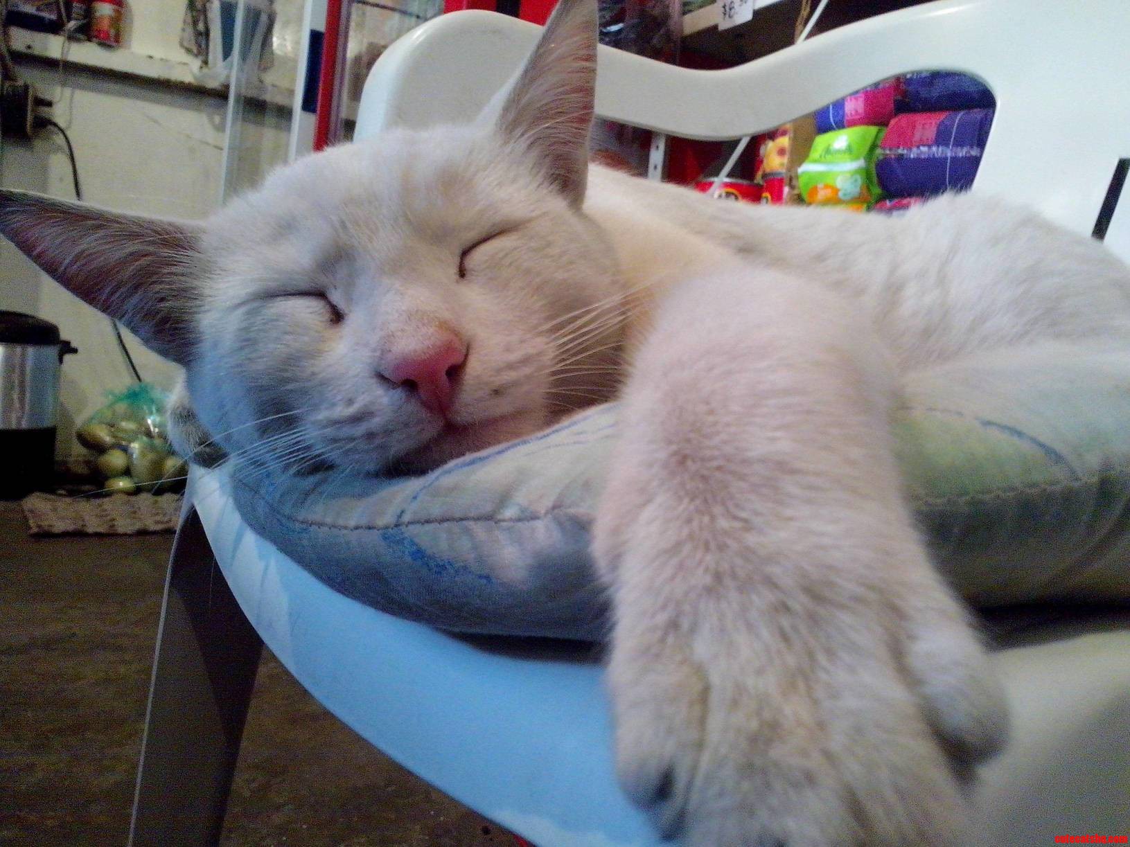 Christmas Afternoon Nap