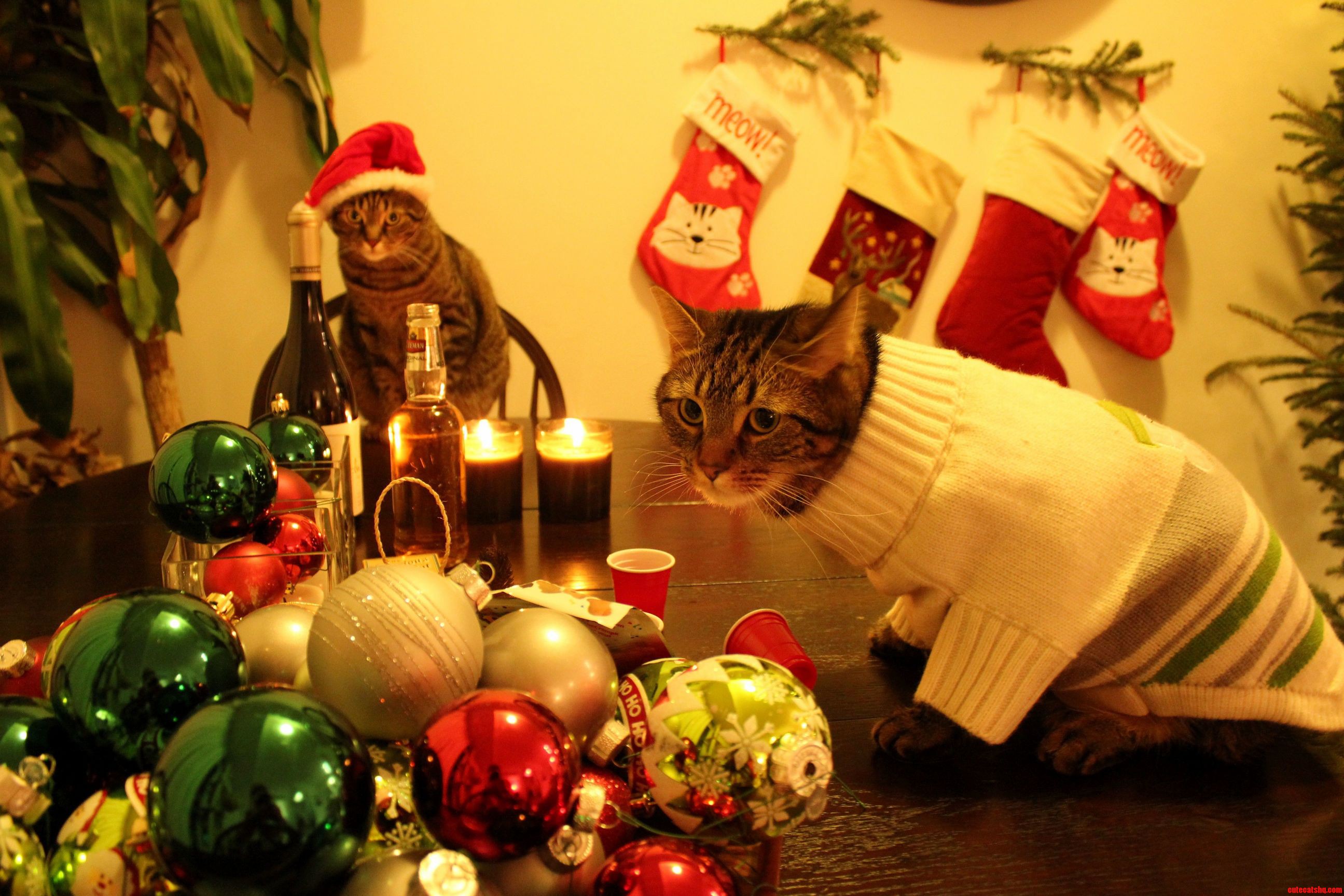 Christmas Eve Cat Party