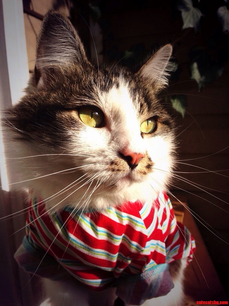 Christmas Eve Kitty
