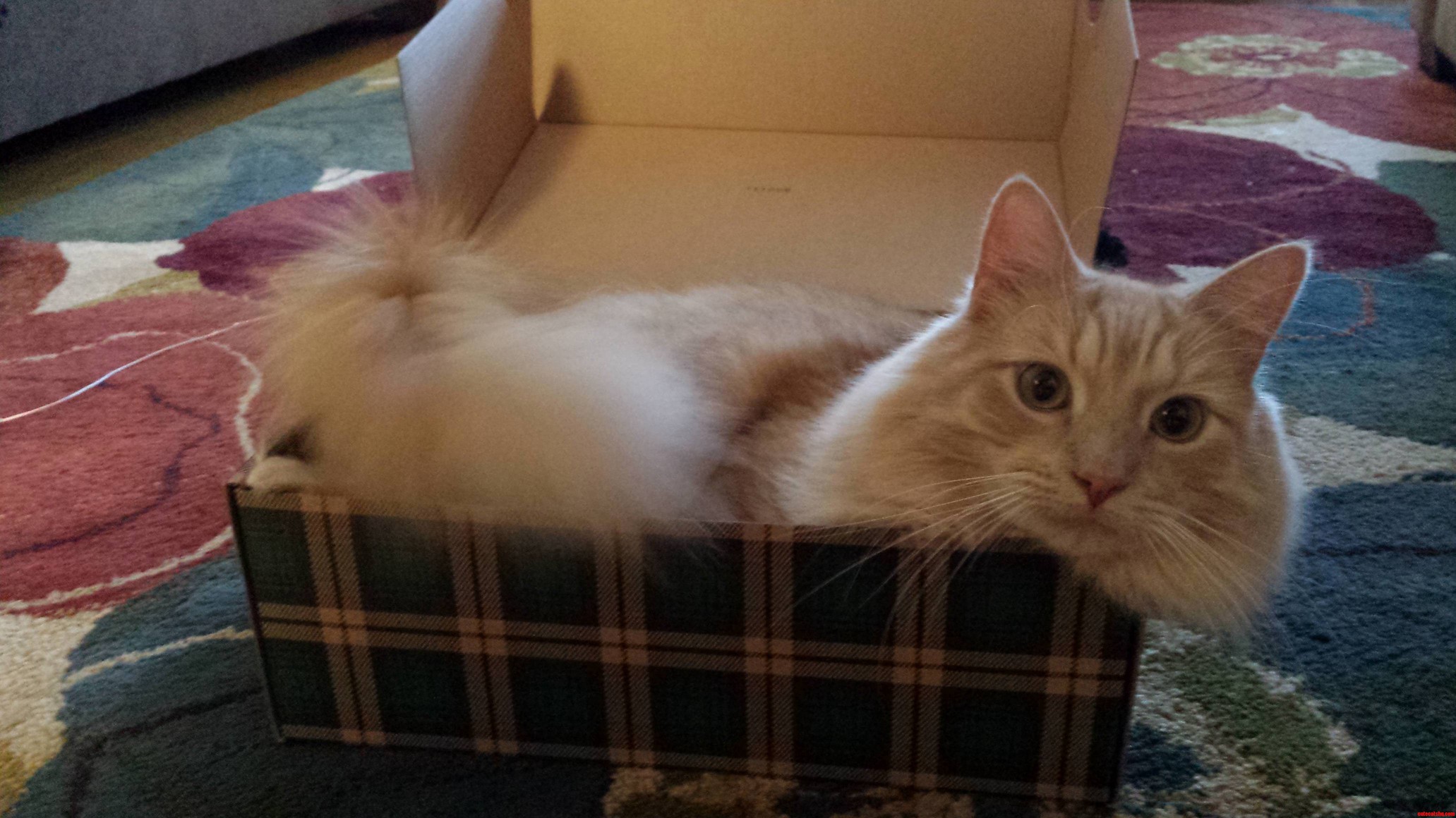 Christmas Is His Favorite Holiday