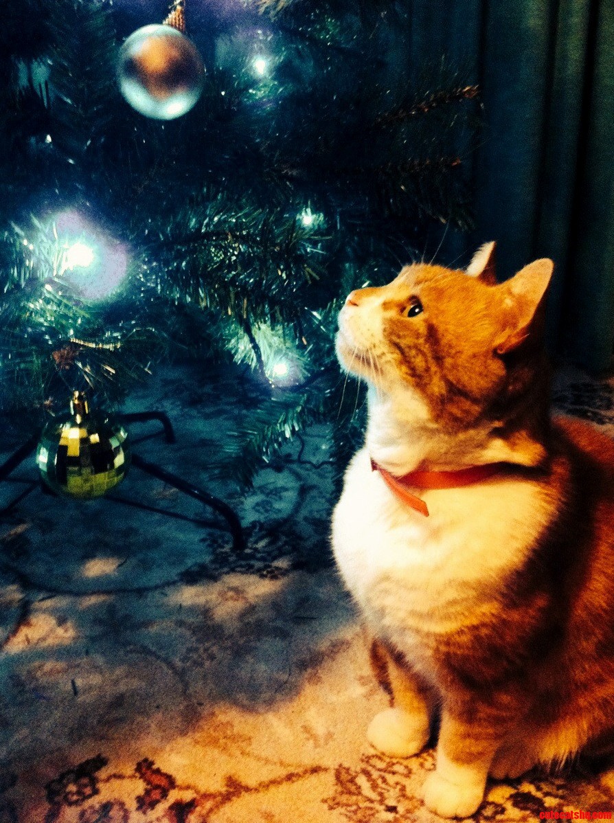 Christmas Is Magical for All...