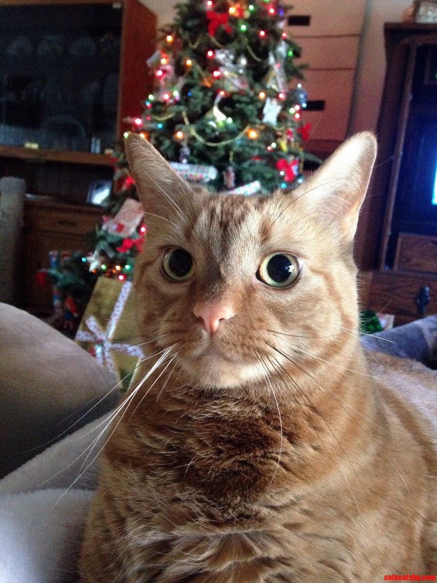 Christmas Kitty