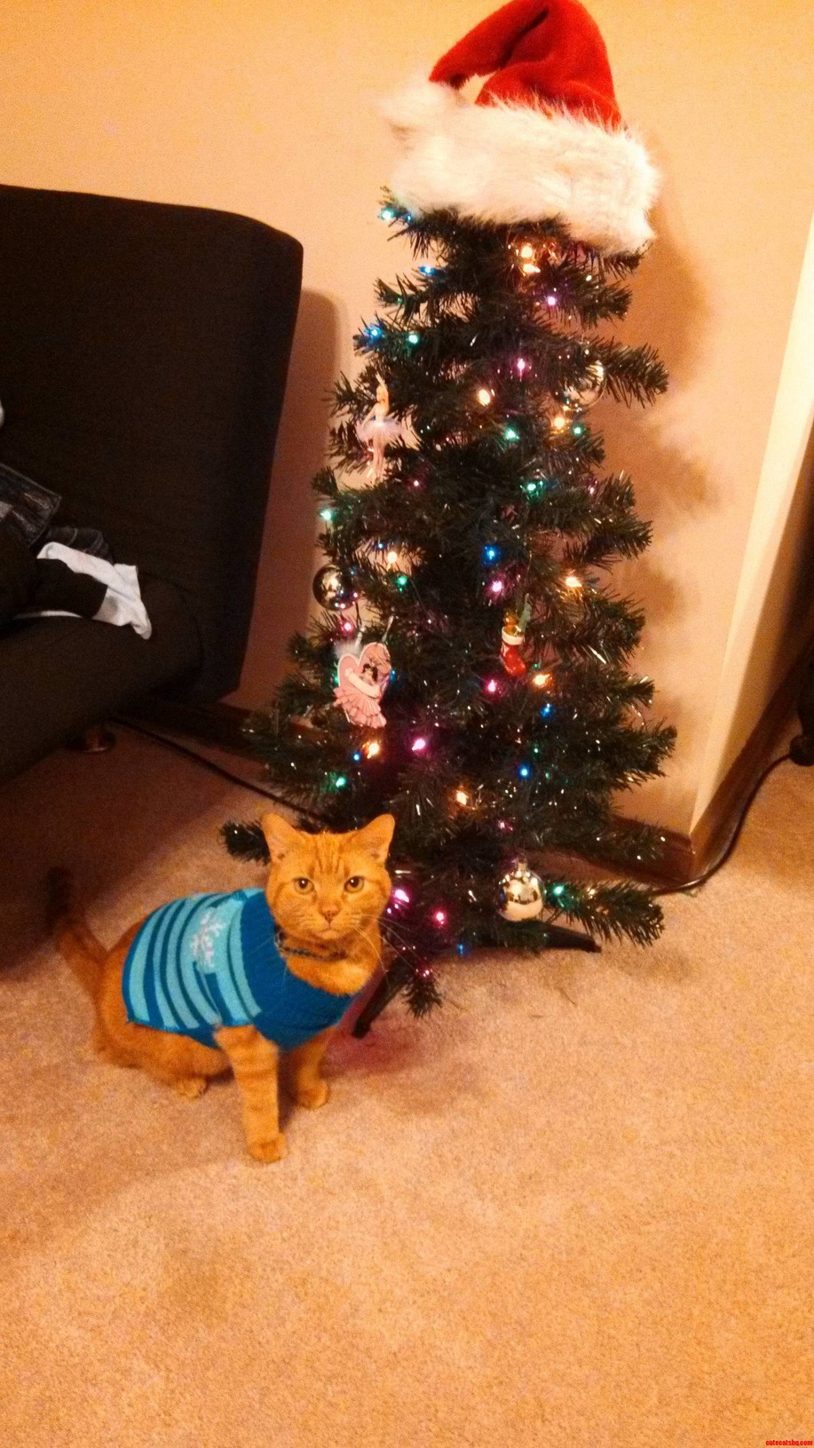 Christmas Rufus in Front of the Tree
