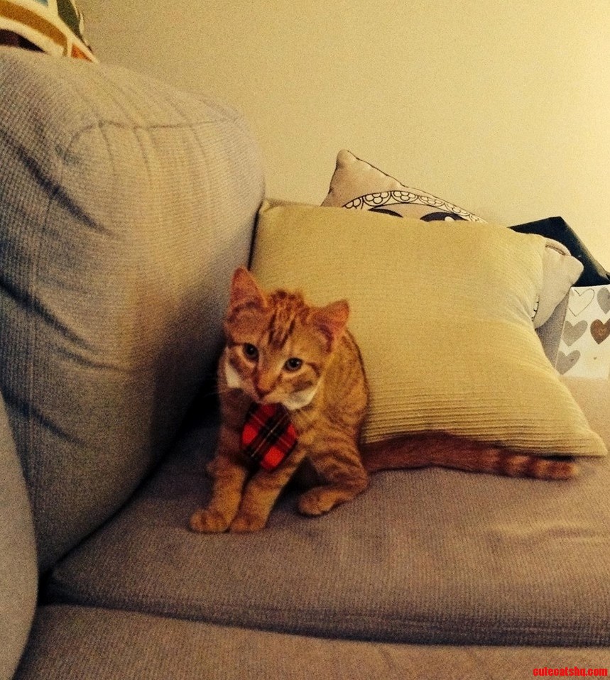 Christmas Tie