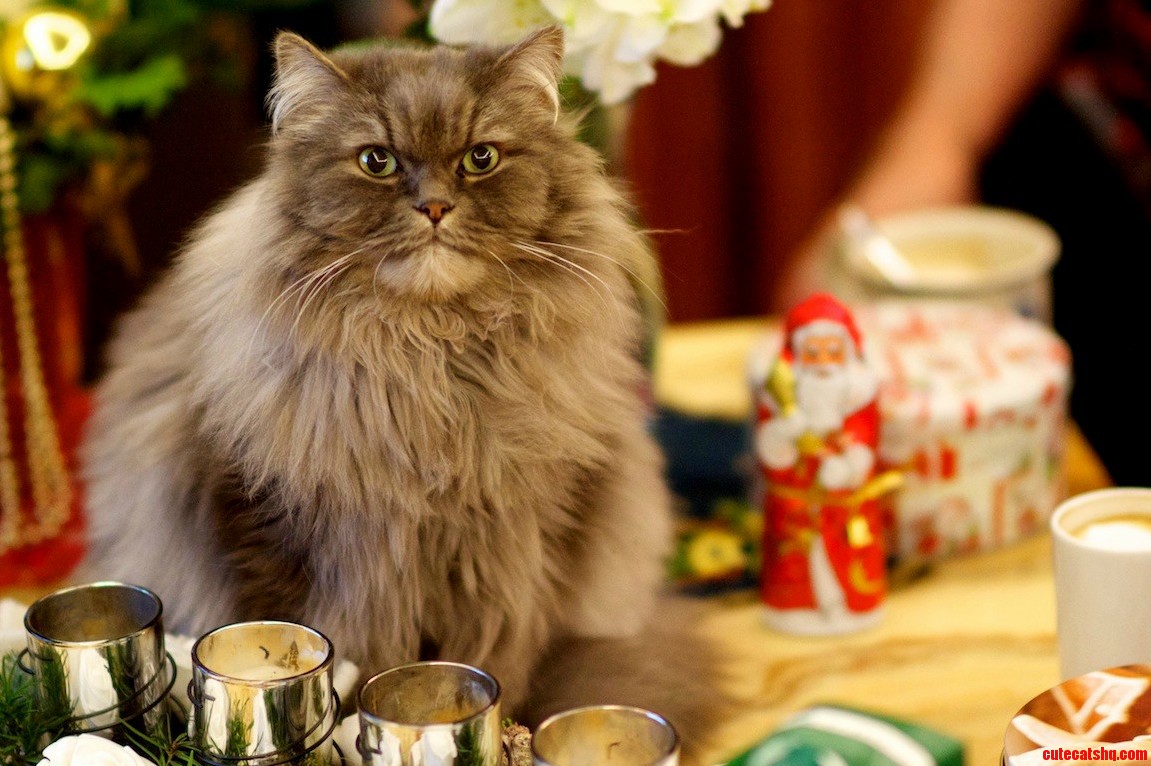 Christmas... Jeah Great.