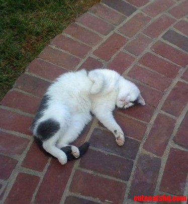 Chuckbob Loved the Belly Rubs Whenever I Got Home