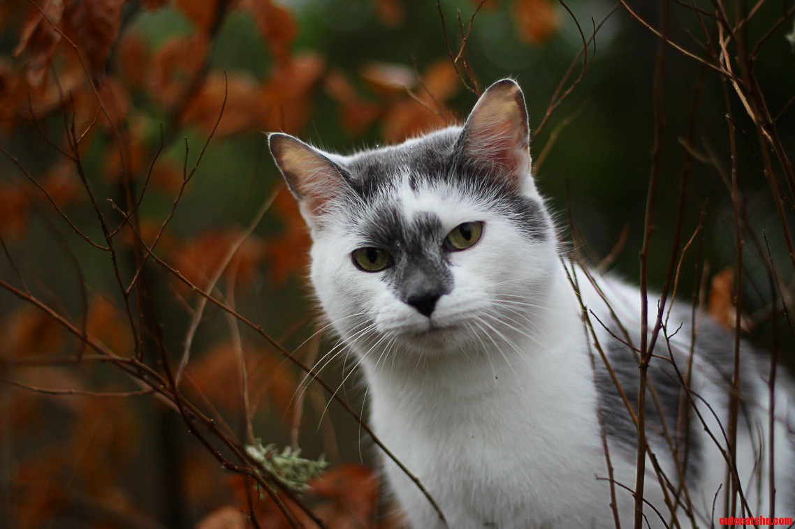 Classic Cat Kindness.