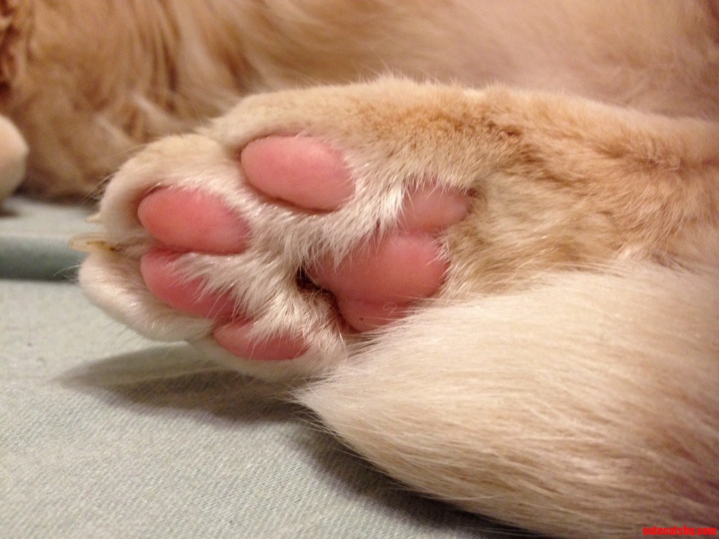 Clever Title for a Paw..