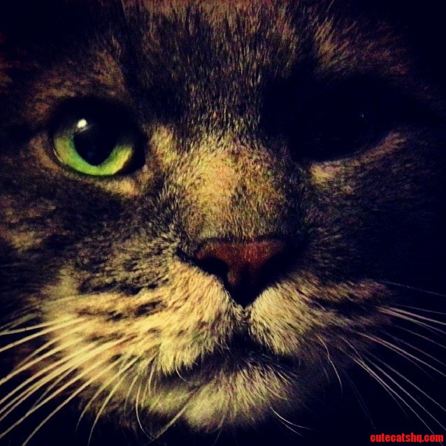 Close-up Photo of Milos Face. It Almost Looks Like a Painting.