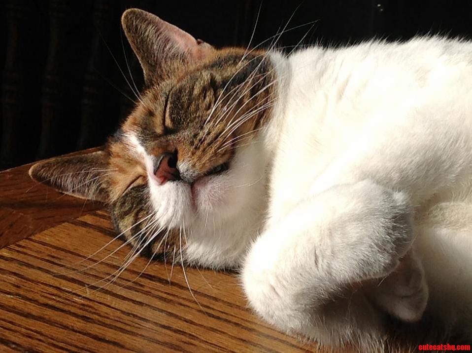 Clover Is a Happy Kitty