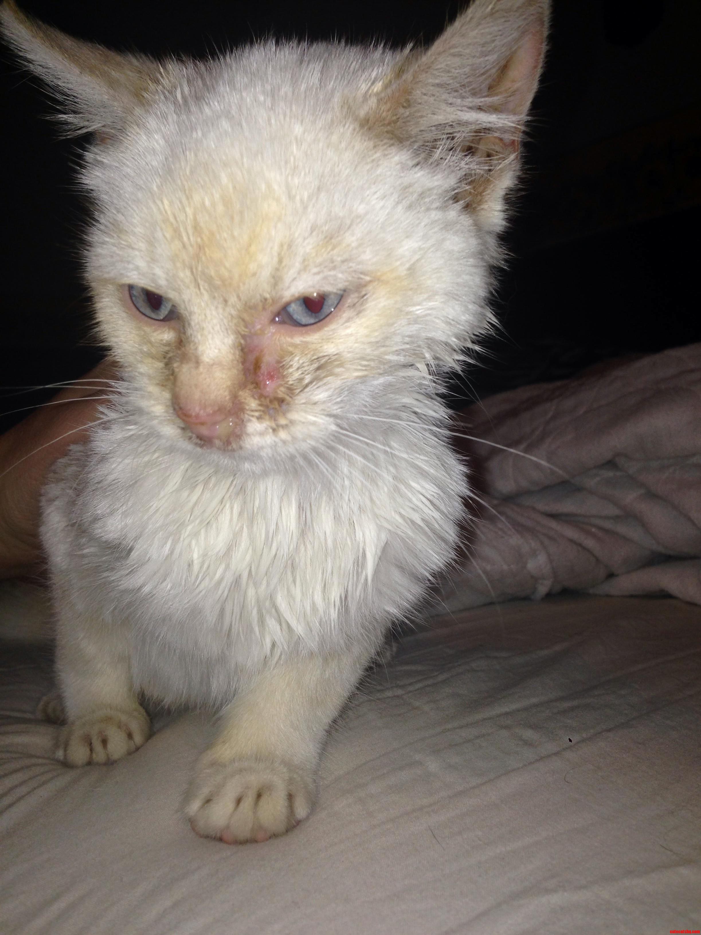 Clueless About Cats Need Some Help