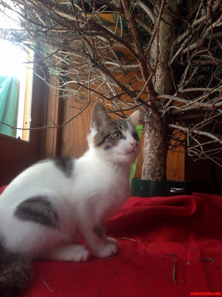 Confused Christmas Kitty