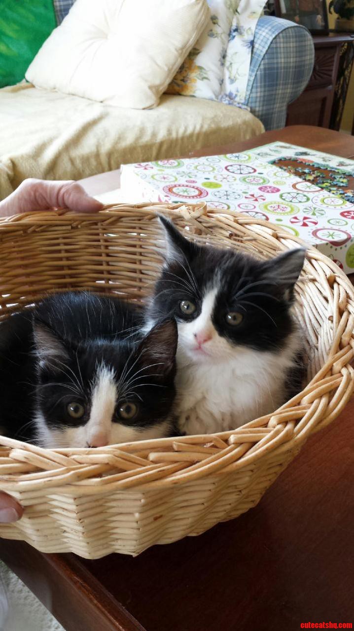 Convinced My Grandma to Get Not One but Two Kittens Meet Cooper and Chloe