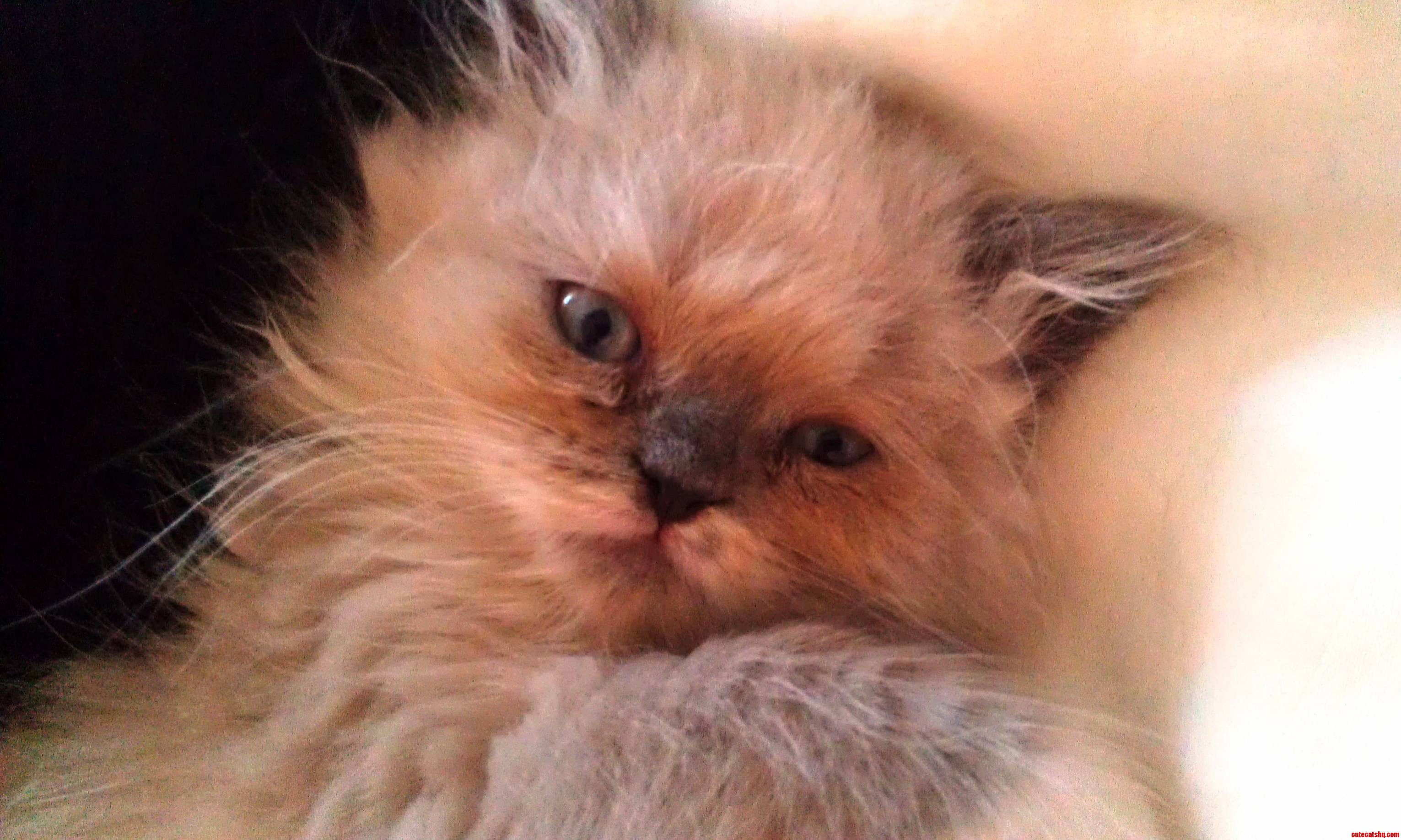 Cotton Fluff