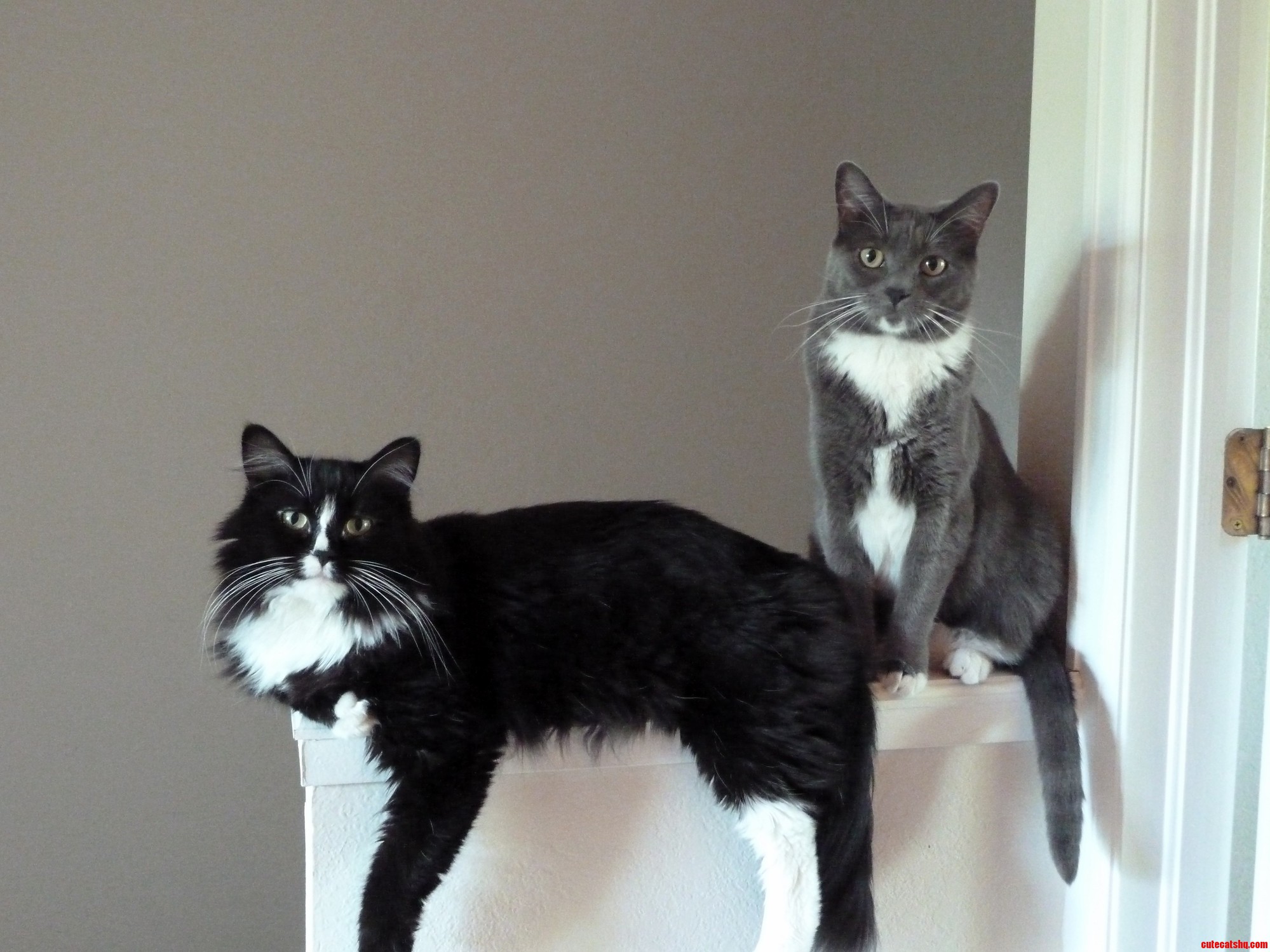 Could Not Have Asked for a Better Pose from These Two Brothers
