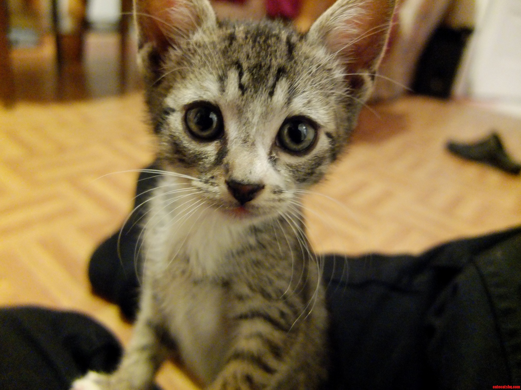 Curious Kitten Loki