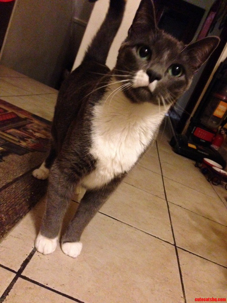 Curious Little Cat