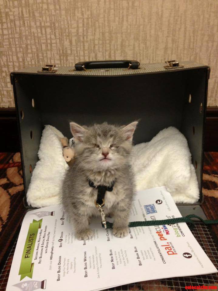 Cutest Blind Kitten