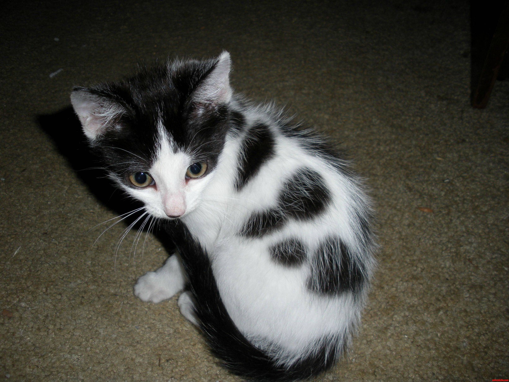 Daisy My Rescue Kitty