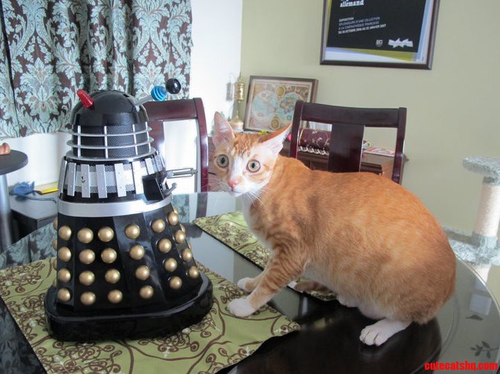 Dalek Vs Cat