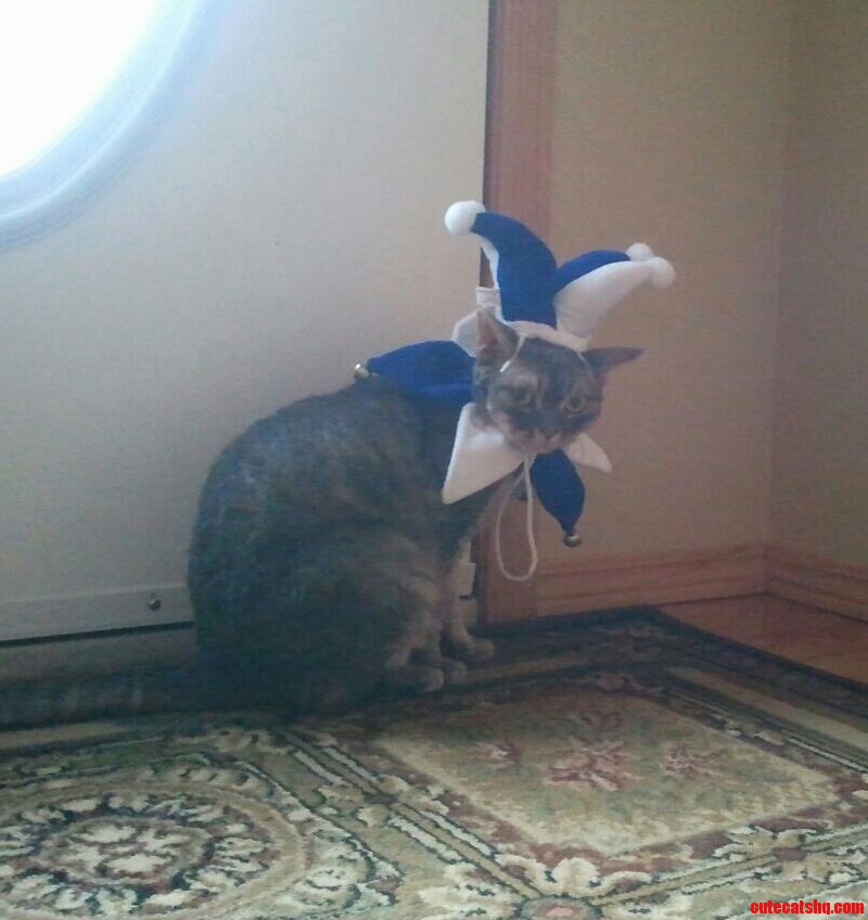 Dat Look of Shame