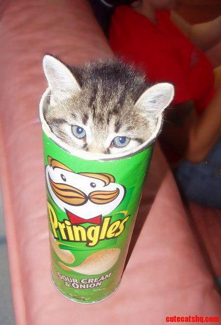 Day 3 Hoomans Still Think I Am a Pringle